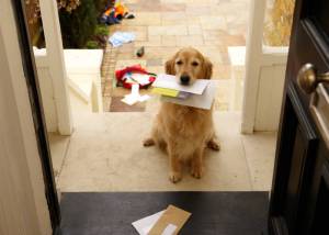 maildog