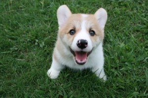 tumblr_l5gjgiUq9G1qbwakso1_500